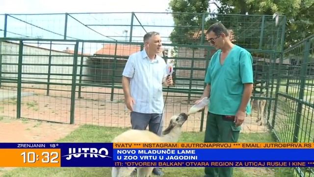 Koliko je slatka mala lama Duška dok pije na cuclu i vrti repićem! Raznežiće vas ova tromesečna beb смотреть онлайн