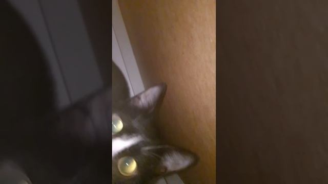 Мия залезла в ящик часть 2 смотреть онлайн