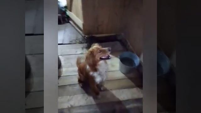 Как научить собаку команде лежать смотреть онлайн