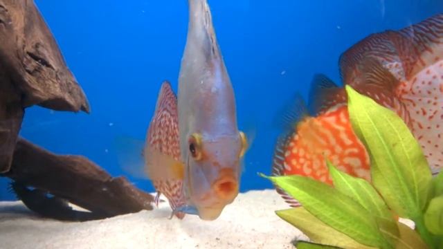 Blue Diamond Symphysodon discus #39 (Paletki, Echter Diskus,Discus de Heckel, 盤麗魚) смотреть онлайн