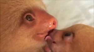 Baby Sloths Being Sloths - CUTE and FUNNY Compilation