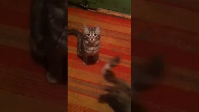 Деревенские кошки ! смотреть онлайн