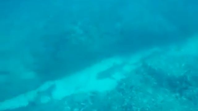 WAKAMA shark video 2 смотреть онлайн