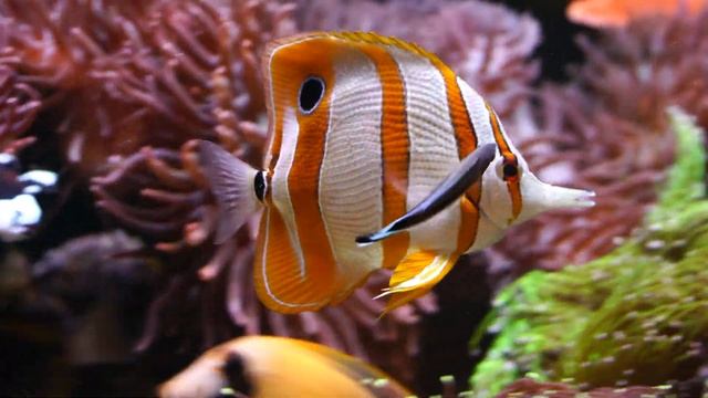 Copperband Butterfly Cleaning смотреть онлайн