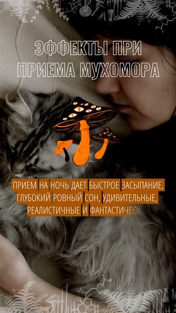 Мухомор Красный: Ваш Путь к Гармонии и Энергии #mclm #лечебныегрибы #мухомор