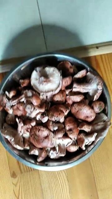 Помогите определиться с данными грибами . . . Я думаю это рядовка тополиная или коричневая . . .