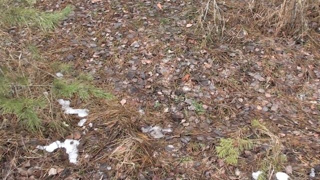 Партизанское медовое лесоводство.