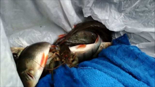 НУ НАКОНЕЦ! ЖОР с первого заброса ! или где возле Запорожья хищника найти! смотреть онлайн