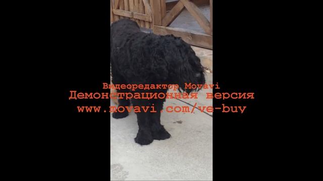 Проба №1 рыжий и черный смотреть онлайн