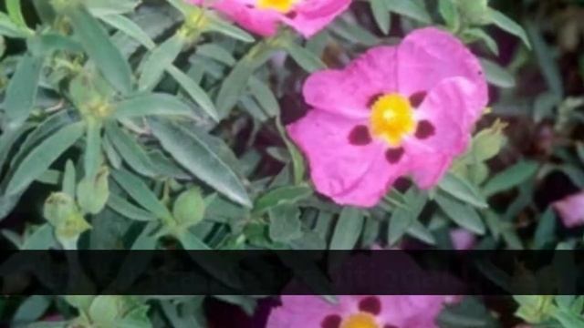 What Are The Health Benefits of Cistus Tea? | Linden Botanicals смотреть онлайн
