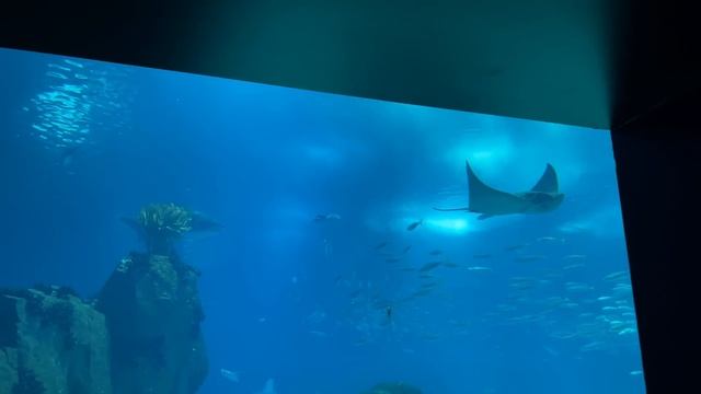Najlepiej wydane 19 euro w życiu - oceanarium w Lizbonie! Godzinna wycieczka po wielkim oceanarium. смотреть онлайн