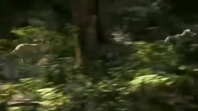 Пумба и Тимон убегают от Налы😂 смотреть онлайн