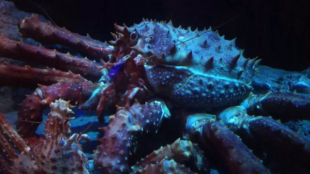 🗻静岡県沼津の深海魚水族館ミュージアムで🐟イバラガニモドキが手話をしてるみたいですよ🐟 смотреть онлайн