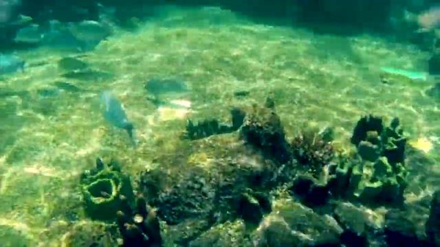 Rainbow Reef | Adventure Cove | Singapore | USS | Resorts World Sentosa смотреть онлайн