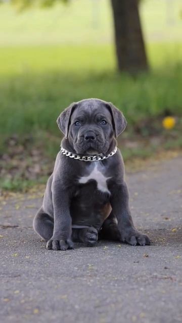 #pitbull #doglover #americanbully #trendingvideo #ytshorts #trendingshorts #love #cute смотреть онлайн