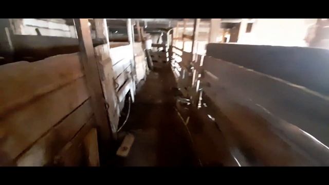Осенний опорос свинок. смотреть онлайн