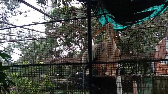 white pelican birds ke video | pelican birds ka video | pelican birds ki video | #shorts #dckevlogs смотреть онлайн