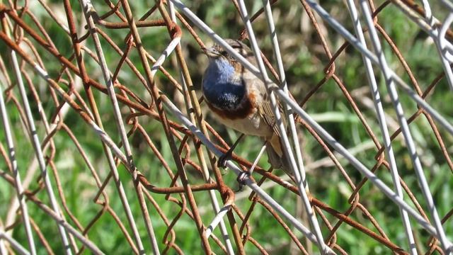 Pechiazul (Luscinia svecica) cantando en el vertedero de Gomecello (Salamanca) Marzo de 2019 смотреть онлайн