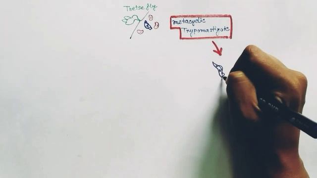 Trypanosoma Lifecycle | Trypanosoma gambiense lifecycle | Trypanosoma brucei | Trypanosomiasis смотреть онлайн