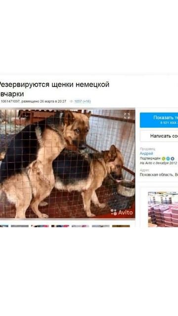 Угарные объявления на авито 2 смотреть онлайн