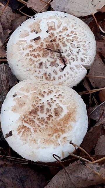 #shorts #смертельно_опасные грибы смотреть онлайн