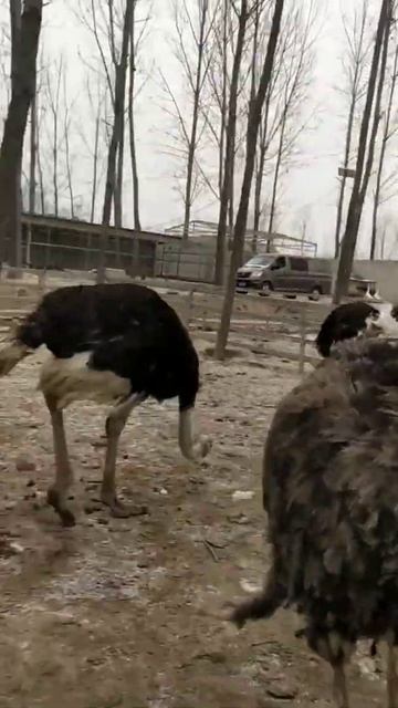 At Ostrich Farm ! I'm Happy Working at Ostriches farm #Feedingostriches #ostrich #short78 смотреть онлайн