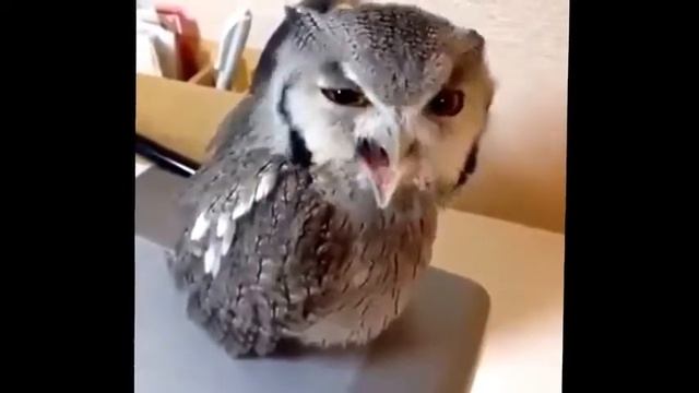 Когда хочешь, чтобы на тебя обратили внимание смотреть онлайн