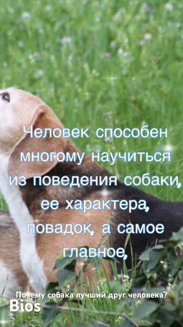 Почему собака лучший друг человека? смотреть онлайн