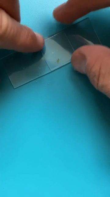 This fungus contains other creatures! #biologist #biology #fungus #algae смотреть онлайн