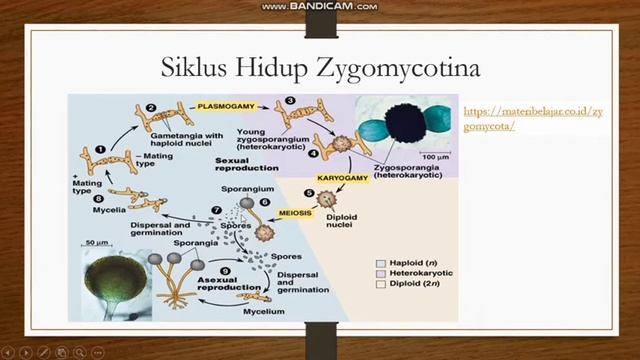 Fungi (Jamur) Kelas Zygomycotina #SMA_X_1 смотреть онлайн