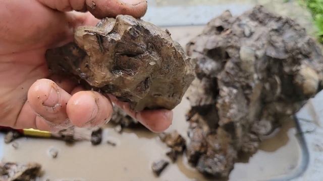 DIY How to clean fossils in your back yard!!!! смотреть онлайн