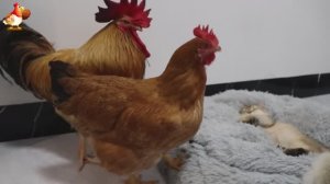 Старый петух и Курица пришли поиграть с Котенком 🐈🐓🤗😂