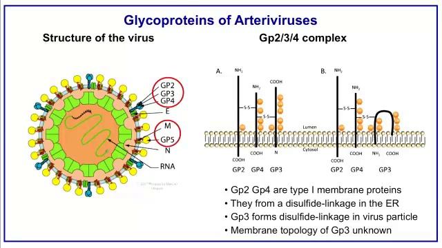 Dr. Michael Veit - Processing of Gp5 and Gp3 of Arteriviruses смотреть онлайн
