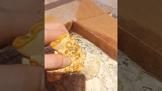 В квартире к новому году выросли грибы