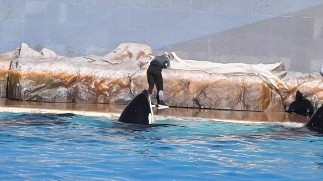 Happy 46th Birthday, Ulises! - Orca Encounter (Full Show) - SeaWorld San Diego - January 2, 2024 смотреть онлайн