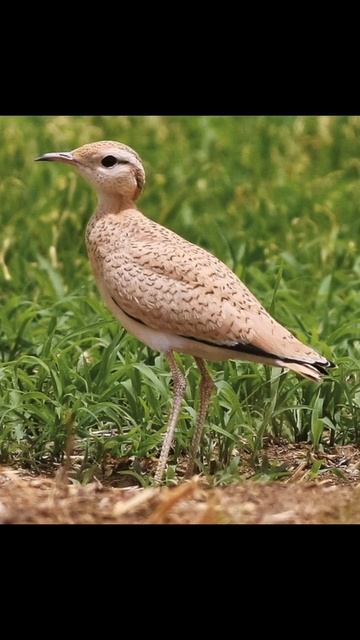 rare courser bird कोर्सर पक्षी💎🐦🔝🐦💎 смотреть онлайн