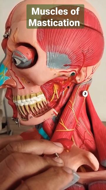 #Muscles of Mastication Short #draqilshah #anatomy #viralvideos #viral #youtubeshorts #shortsvideo смотреть онлайн