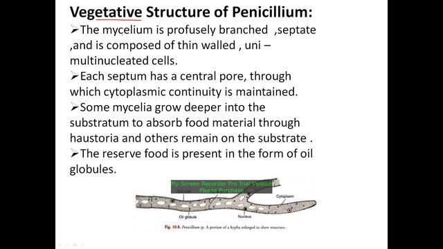 Penicillium  Part 1  By Dr Kiran Tak For I Year Botany Paper II Mycology