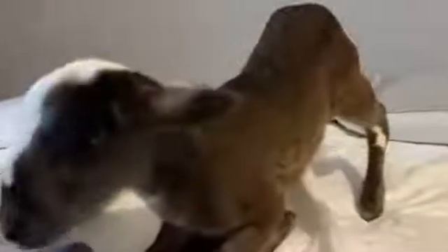 #Красивыеживотные Овца изо всех сил пытается идти снова. #Animaisbonitos Ovelha lutando para andar смотреть онлайн