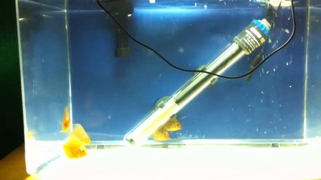 04/07/13 Powder Blue discus Update! смотреть онлайн