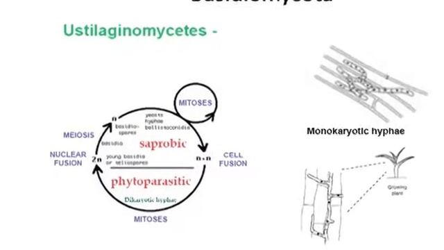 Classification of Fungi-Part IV.mp4 смотреть онлайн