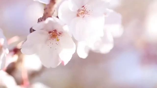 Secret Garden - Song for a New Beginning смотреть онлайн