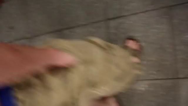 Dung Beetle Attacks!!! смотреть онлайн