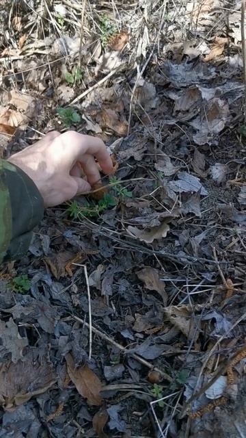 Smrčkovec český смотреть онлайн