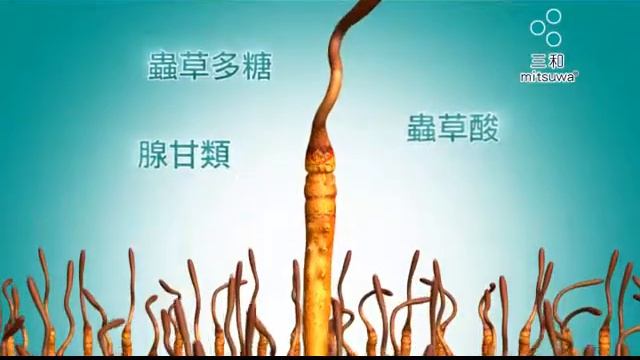 Mitsuwa Super Cordyceps – Family TV Commercial 30” (Cantonese Version) 三和虫草丸–家庭篇30秒廣告（粵語）