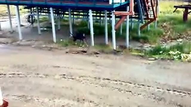 Наглый олень смотреть онлайн