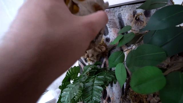 A MINHA NOVA TARÂNTULA ( VENENOSA! ) смотреть онлайн