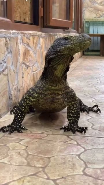 Reptiles have a diverse range of eye shapes and sizes, each adapted to their specific needs. #komod смотреть онлайн