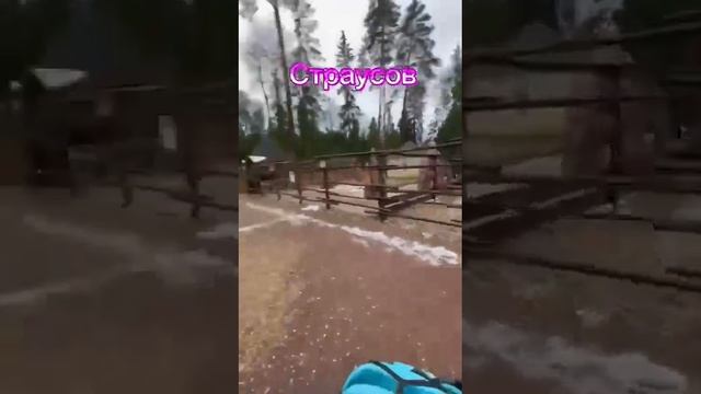 ПОЕЗДКА В САФАРИ ПАРК В ИЗУМРУДНЫЙ ЛЕС 🌳 смотреть онлайн