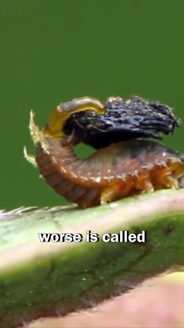 Strange Tortoise Beetle 😲 смотреть онлайн